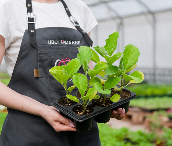 Купить Рассада Баклажан Бумер в  с бесплатной доставкой: цена, фото, описание