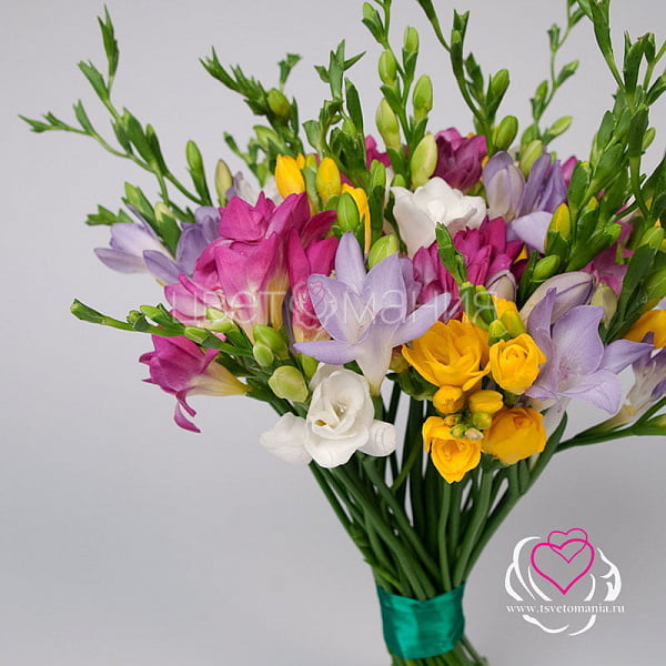 Фрезии поштучно 2 Купить Фрезии поштучно в  с бесплатной доставкой: цена, фото, описание