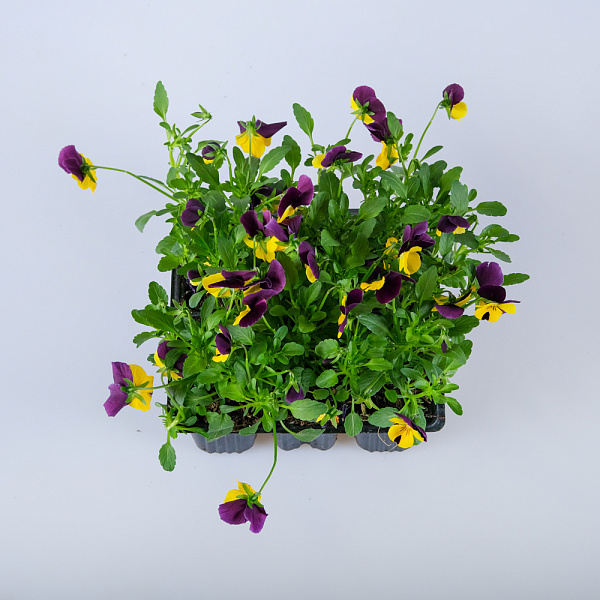 Купить Рассада Виола в ассортименте кассета 6 ячеек в  с бесплатной доставкой: цена, фото, описание