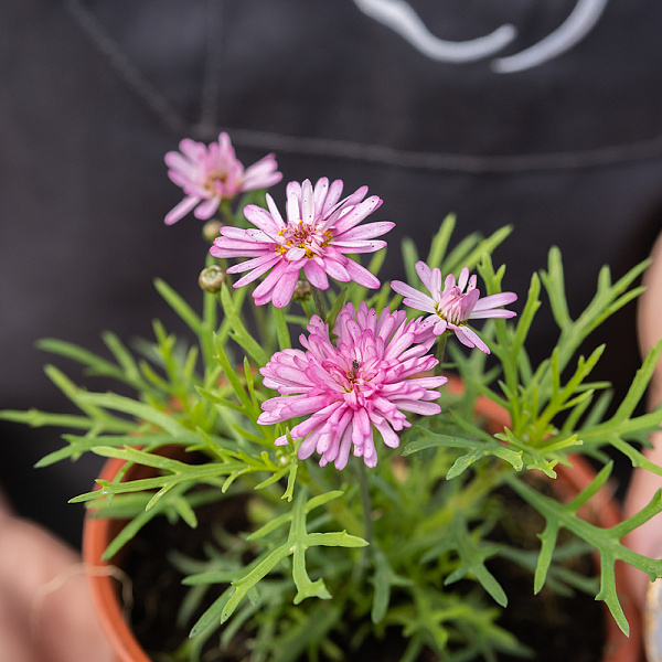 Купить Рассада Аргирантемум в горшке в  с бесплатной доставкой: цена, фото, описание