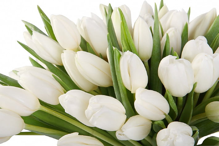 Тюльпаны купить цветы с доставкой новосибирск