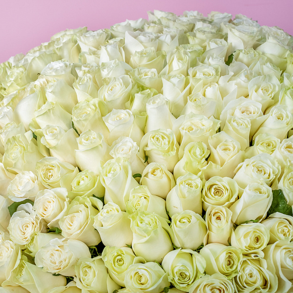Купить Букет из 300 белых роз 70 см (Эквадор) в  с бесплатной доставкой: цена, фото, описание