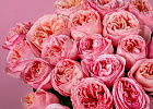 Купить Пионовидная роза 50 см Pink Expression (Эквадор) в  с бесплатной доставкой: цена, фото, описание