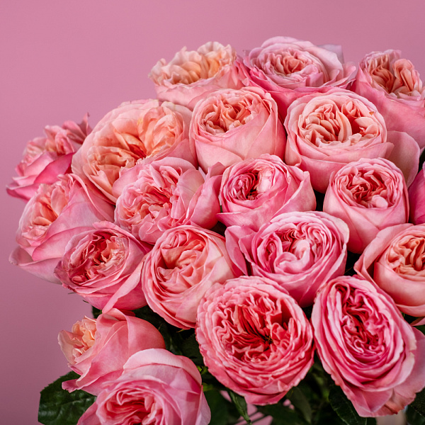 Купить Пионовидная роза 50 см Pink Expression (Эквадор) в  с бесплатной доставкой: цена, фото, описание