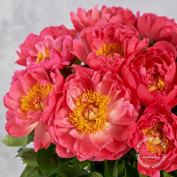 Купить Пионы коралловые (Премиум) в  с бесплатной доставкой: цена, фото, описание