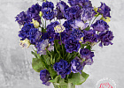 Купить Эустома фиолетовая в Санкт-Петербурге с бесплатной доставкой: цена, фото, описание