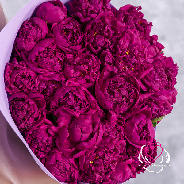 Купить Букет из 25 пионов с фисташкой (Стандарт) в  с бесплатной доставкой: цена, фото, описание