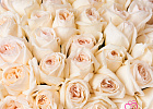 Купить Букет из 51 ароматной розы Вайт Охара под ленту в Санкт-Петербурге с бесплатной доставкой: цена, фото, описание