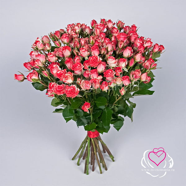 Купить Кустовая роза Фаерворк в Санкт-Петербурге с бесплатной доставкой: цена, фото, описание