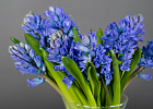 Купить Гиацинт в  с бесплатной доставкой: цена, фото, описание