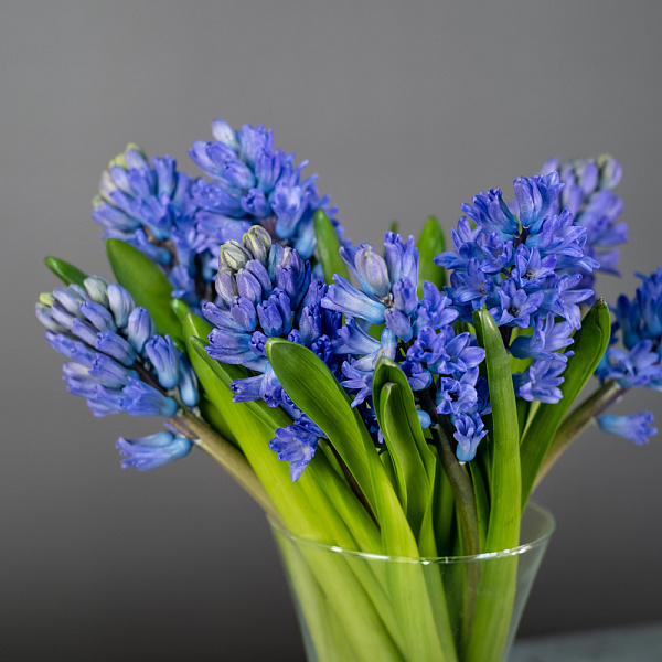 Купить Гиацинт в  с бесплатной доставкой: цена, фото, описание