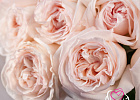 Купить Букет из 35 пионовидных роз Вайт Охара в Санкт-Петербурге с бесплатной доставкой: цена, фото, описание