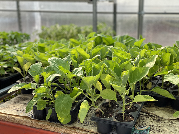 Купить Рассада Баклажан Бумер в  с бесплатной доставкой: цена, фото, описание