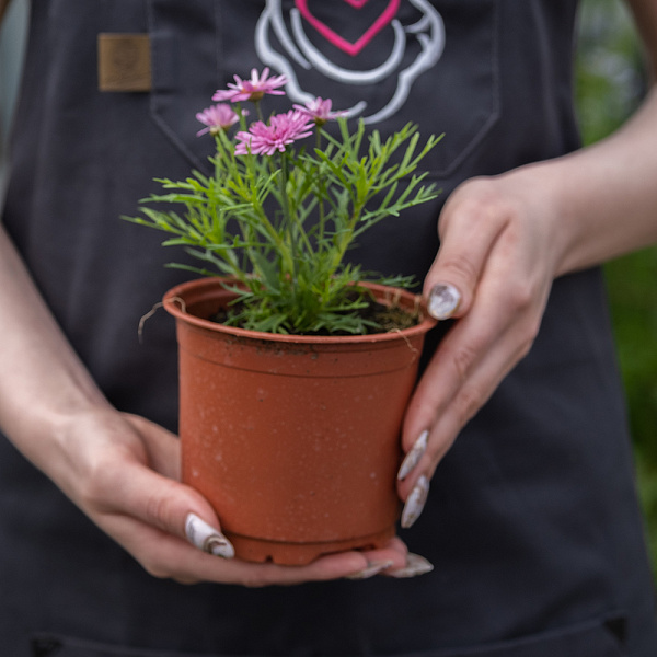 Купить Рассада Аргирантемум в горшке в  с бесплатной доставкой: цена, фото, описание