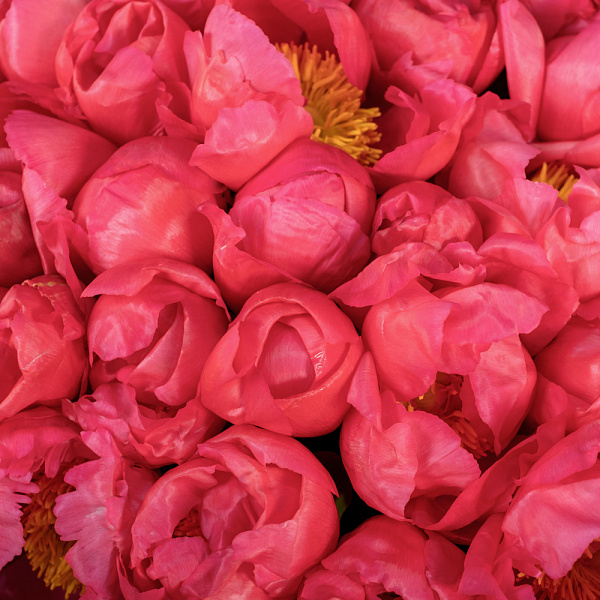 Купить Букет из 35 коралловых пионов (Премиум) в  с бесплатной доставкой: цена, фото, описание