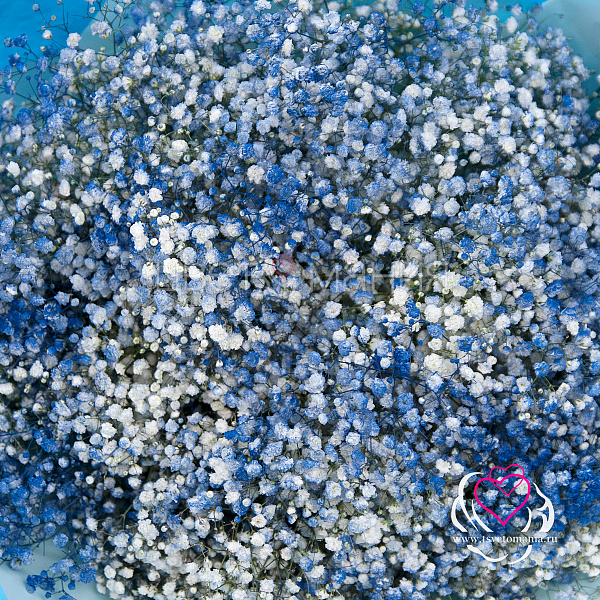 Купить Монобукет из голубых гипсофил «Леди гроза» в  с бесплатной доставкой: цена, фото, описание