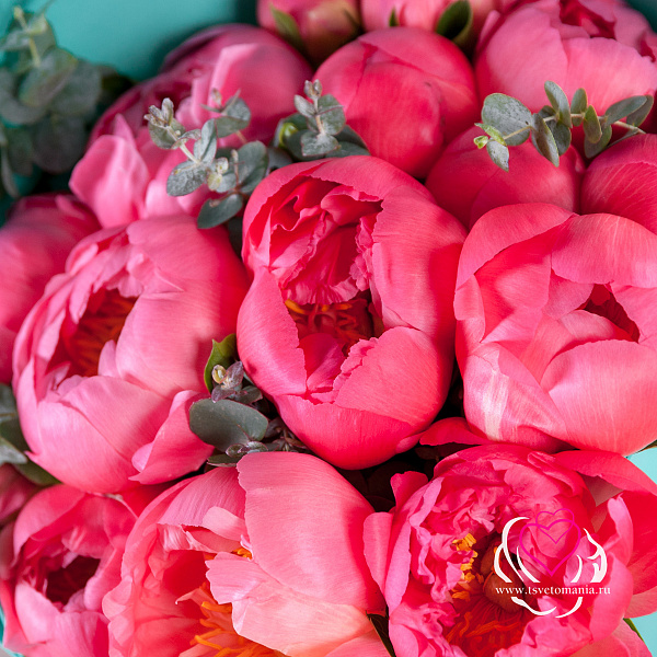 Купить Букет из 15 коралловых пионов (Премиум) с эвкалиптом в  с бесплатной доставкой: цена, фото, описание