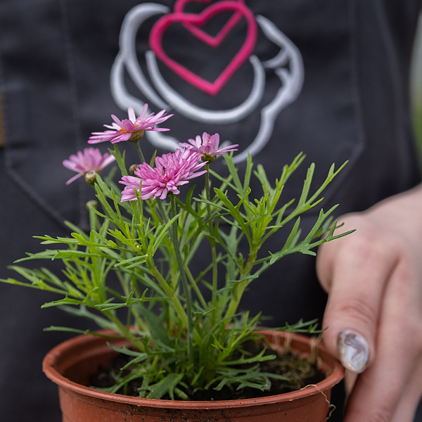 Купить Рассада Аргирантемум в горшке в  с бесплатной доставкой: цена, фото, описание