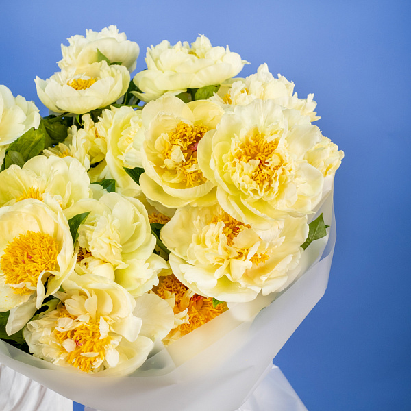 Купить Букет из 25 лимонных пионов (Премиум) в  с бесплатной доставкой: цена, фото, описание