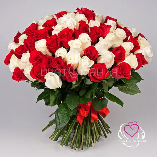 Купить 101 белая и красная роза 50 см Premium в  с бесплатной доставкой: цена, фото, описание