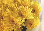 Купить Букет из 35 желтых кустовых хризантем в  с бесплатной доставкой: цена, фото, описание