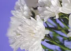 Купить Хризантема кустовая белая в  с бесплатной доставкой: цена, фото, описание
