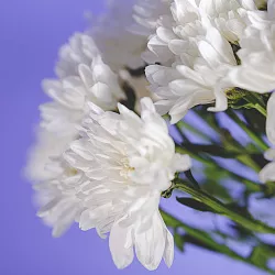 Купить Хризантема кустовая белая в  с бесплатной доставкой: цена, фото, описание