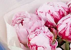 Купить Букет из 7 розовых пионов (Премиум) в  с бесплатной доставкой: цена, фото, описание
