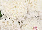 Купить Букет из 15 белых хризантем в  с бесплатной доставкой: цена, фото, описание