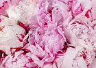 Купить Букет из 25 розовых пионов (Премиум) в  с бесплатной доставкой: цена, фото, описание