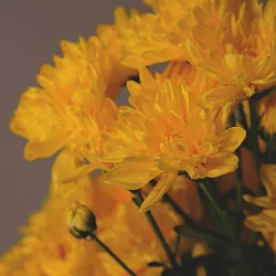 Купить Хризантема кустовая желтая в  с бесплатной доставкой: цена, фото, описание