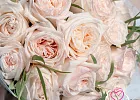 Купить Букет из 25 пионовидных роз Вайт Охара с эвкалиптом в  с бесплатной доставкой: цена, фото, описание