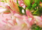 Купить Букет из 15 ароматных лилий в  с бесплатной доставкой: цена, фото, описание