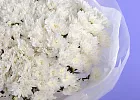 Купить Букет из 35 белых кустовых хризантем в  с бесплатной доставкой: цена, фото, описание