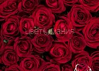 Купить Букет из 51 красной розы 50 см (Россия) в упаковке в  с бесплатной доставкой: цена, фото, описание